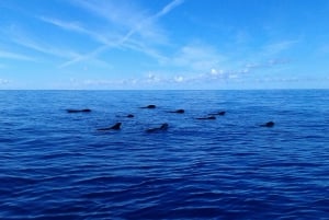 Los Cristianos: Whale-Watching Sailboat Tour 3 hrs and food.