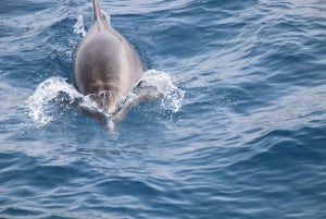 Los Cristianos: Whale-Watching Sailboat Tour 3 hrs and food.