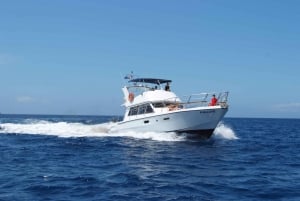 Los Cristianos:Whale watching tour with swim and lunch on yacht for 22 passengers