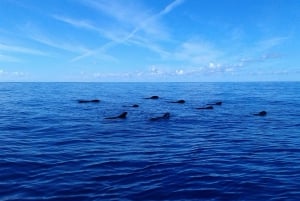 Los Cristianos:Whale watching tour with swim and lunch on yacht for 22 passengers