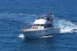 Los Cristianos:Whale watching tour with swim and lunch on yacht for 22 passengers