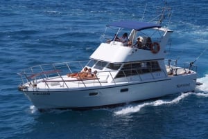 Los Cristianos:Whale watching tour with swim and lunch on yacht for 22 passengers