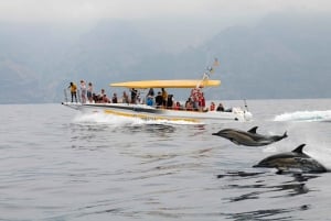 Los Gigantes: Dolphin & Whale Watching Cruise with Swimming