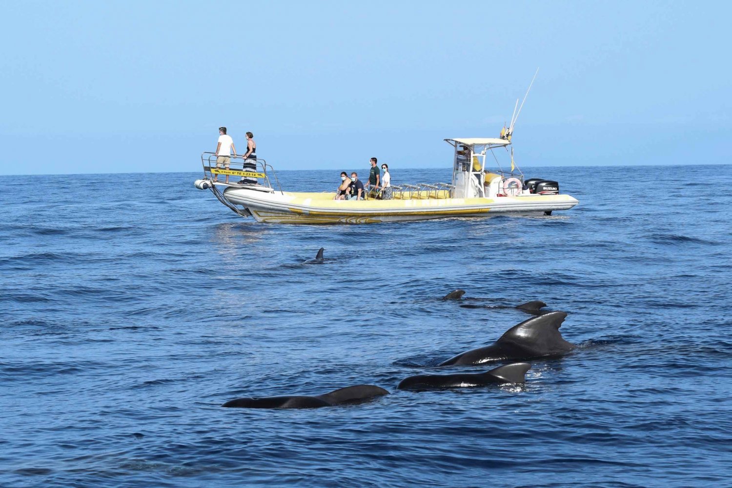 Los Gigantes: Dolfijnen en walvissen kijken per speedboot