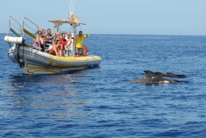 Los Gigantes: Excursión en lancha rápida para avistar delfines y ballenas