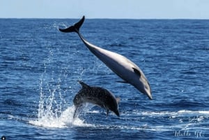 Los Gigantes: Excursión en lancha rápida para avistar delfines y ballenas