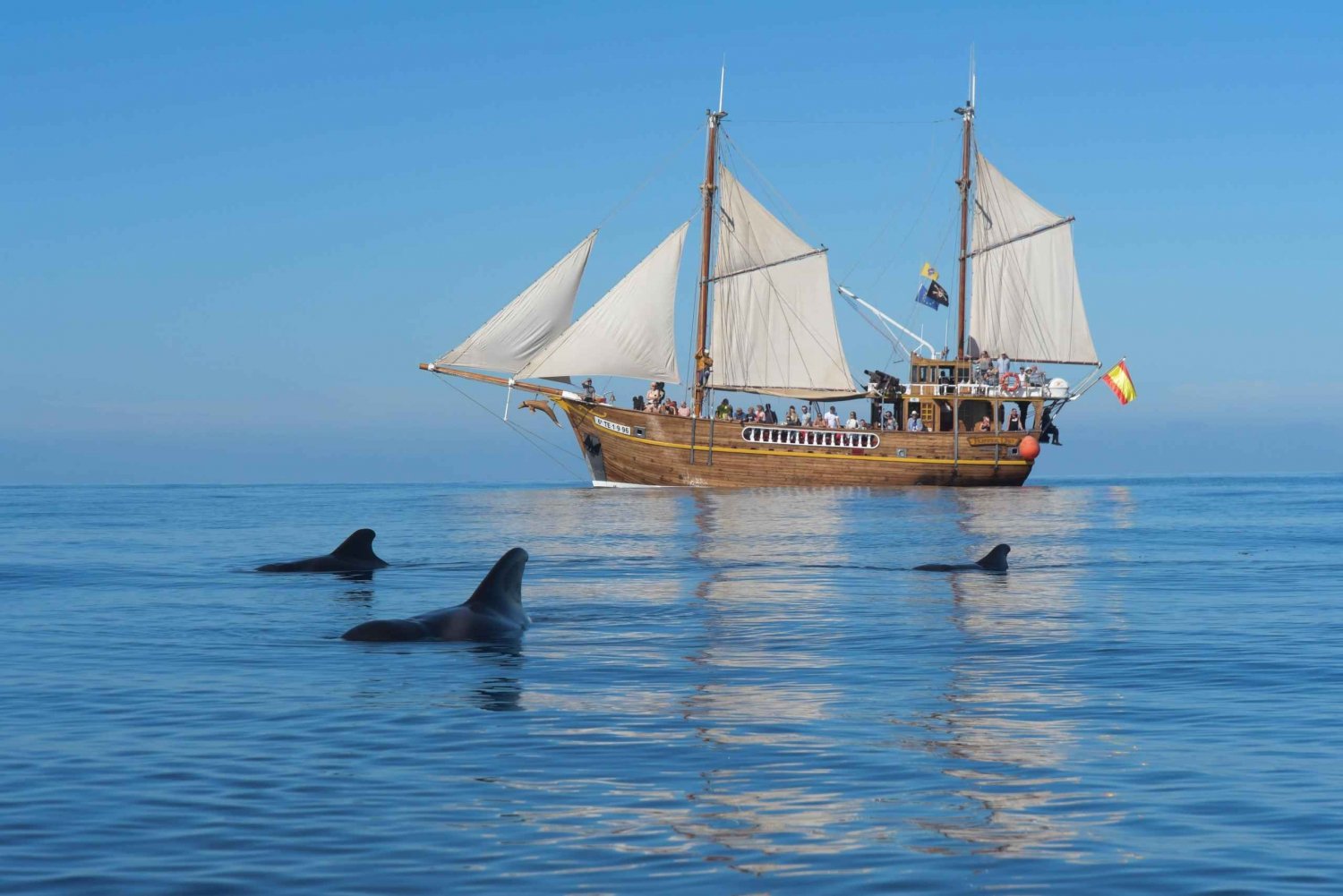 Los Gigantes: Passeio de observação de golfinhos e baleias com bebidas