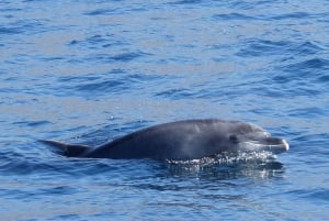 Los Gigantes Whale Watching Cruise by Sail Boat