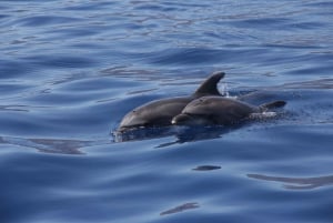 Los Gigantes: Whale-watching cruise or dolphin tour and swimming in Masca