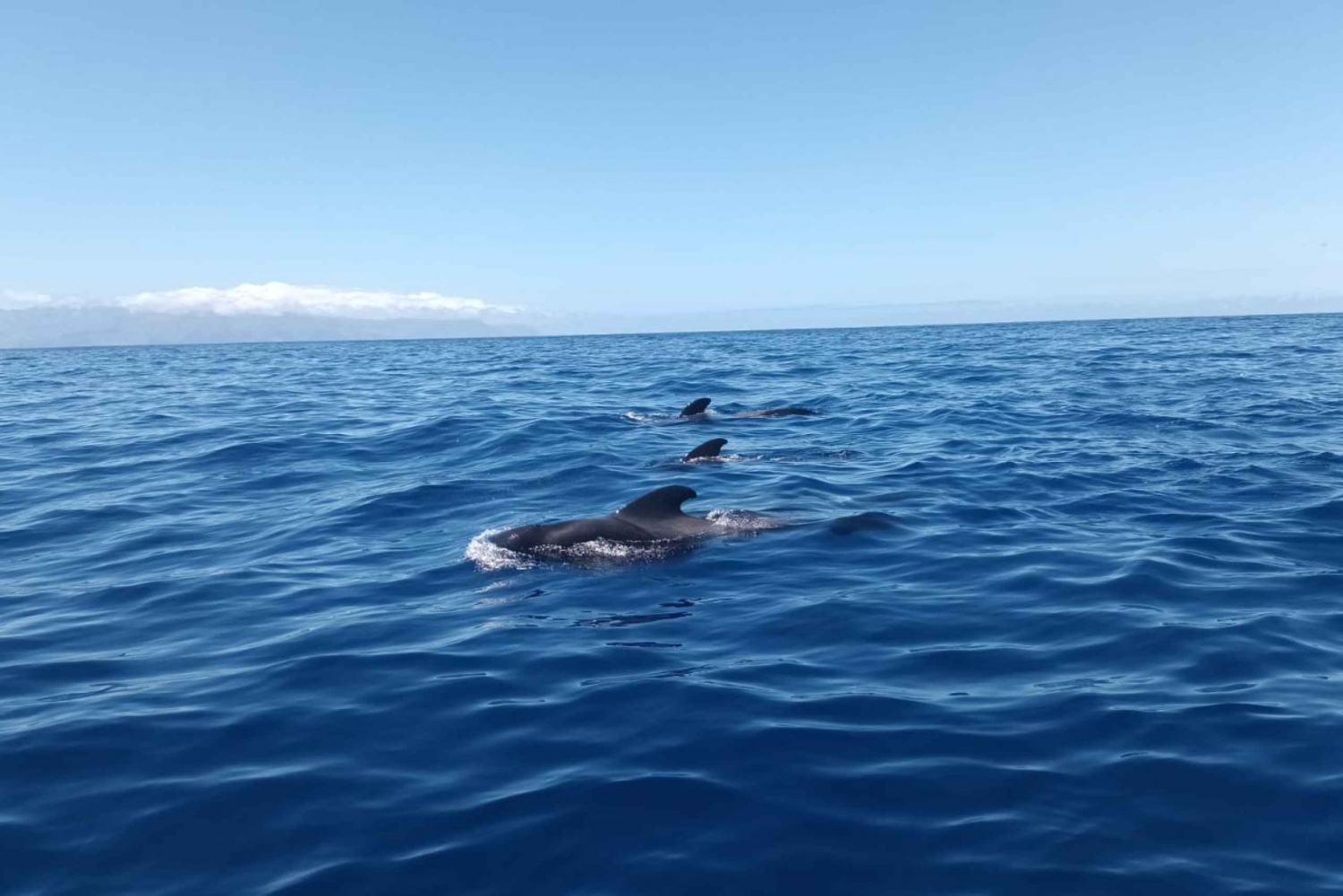 Los Gigantes : Whales and Dolphin Watching Cruise with Lunch