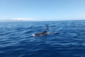 Los Gigantes: Whales and Dolphin Watching Cruise with Lunch