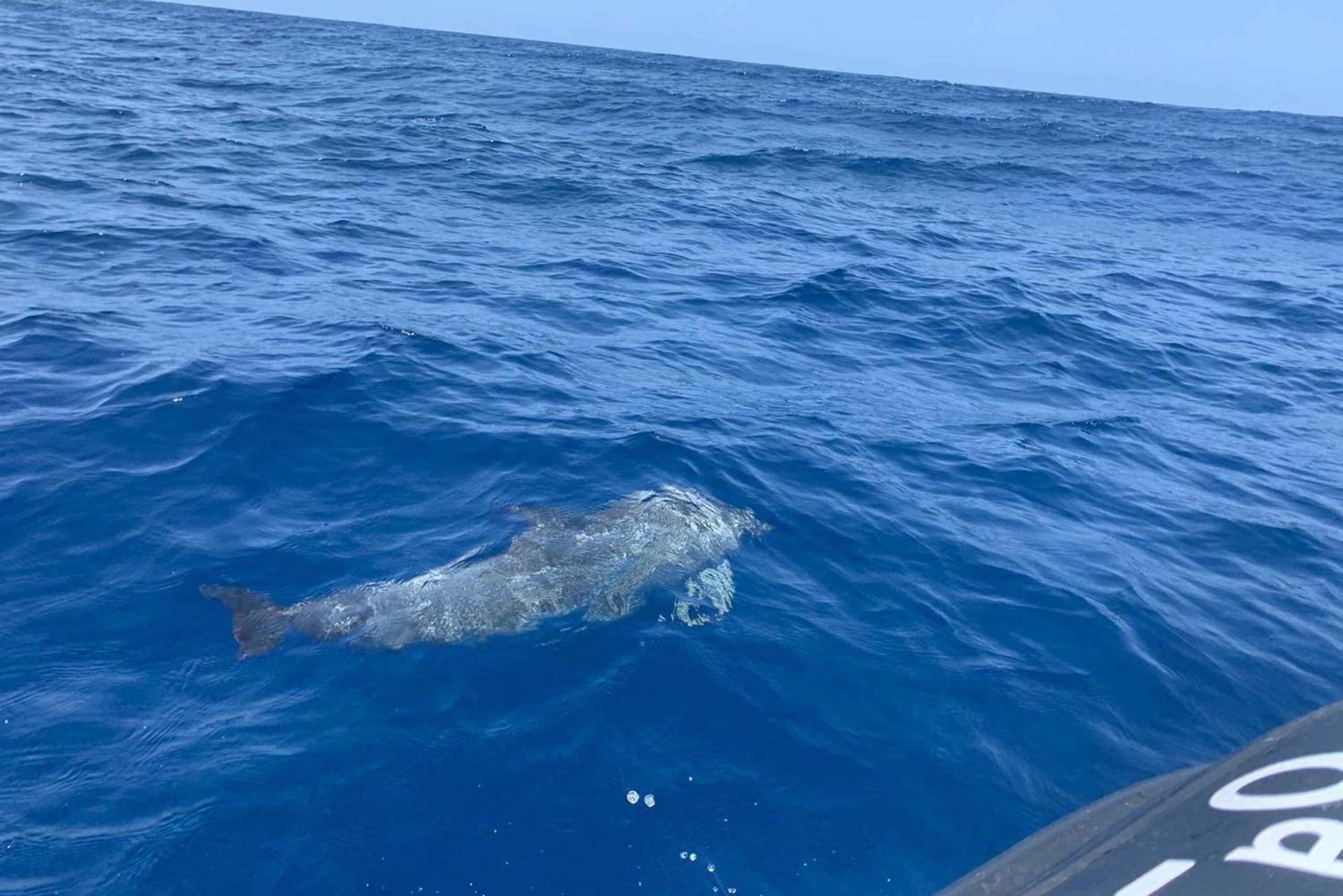 Luxury EcoMarine Safari – Wal- und Delfinbeobachtungsabenteuer