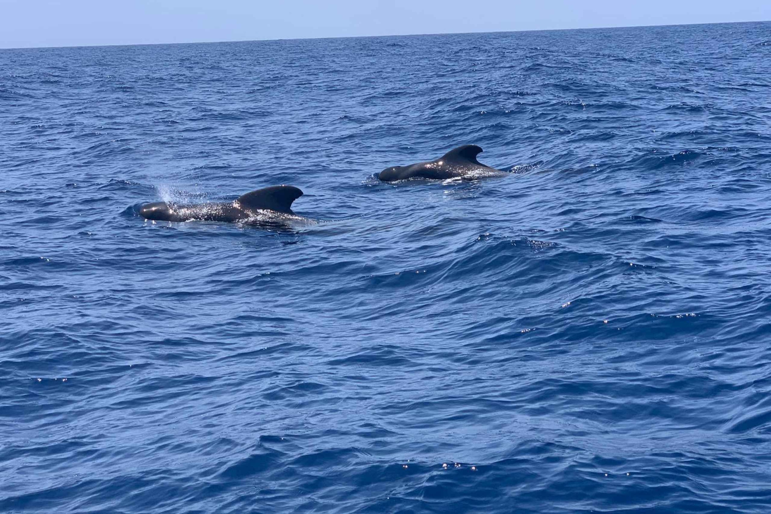 Luxury EcoMarine Safari – Wal- und Delfinbeobachtungsabenteuer