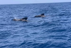 Luxury EcoMarine Safari – Wal- und Delfinbeobachtungsabenteuer