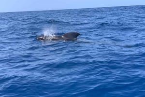 Marine EcoSafari: Whale Watching in a Luxury Zodiac with Hydrophone