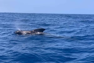 Marine EcoSafari: Whale Watching in a Luxury Zodiac with Hydrophone