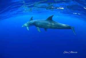 Marine EcoSafari: Whale Watching in a Luxury Zodiac with Hydrophone