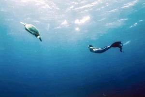 Experiencia de sirena y sesión fotográfica, incluyendo maquillaje.