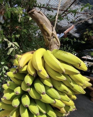 Meson La Finca