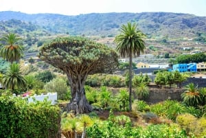 Northwest Tenerife: Villages visit, Lunch, and Tasting Tour