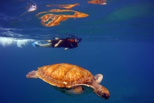 Abades: Paddle Surf and Snorkel with Turtles in a Volcanic Reef