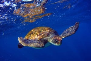 Abades: Paddle Surf and Snorkel with Turtles in a Volcanic Reef