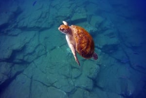 Abades: Paddle Surf and Snorkel with Turtles in a Volcanic Reef