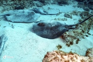 PADI Open Water Diving Course Tenerife