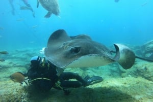 Курс дайвинга PADI в открытой воде Тенерифе