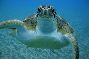 Курс дайвинга PADI в открытой воде Тенерифе