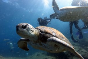 Курс дайвинга PADI в открытой воде Тенерифе