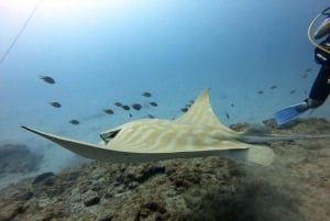 Курс дайвинга PADI в открытой воде Тенерифе