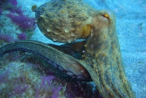 Курс дайвинга PADI в открытой воде Тенерифе