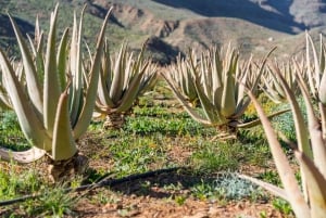 Peaks of Gran Canaria by Minibus: Firgas, Teror, Aloe Vera tour