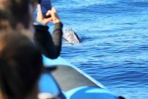 Pico Island: Whale Watching Experience from Lajes