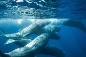 Pico Island: Whale Watching Experience from Lajes