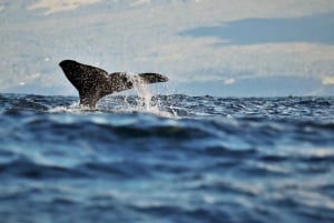 Pico Island: Whale Watching Experience from Lajes