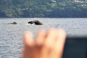 Pico Island: Whale Watching Experience from Lajes