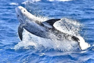 Pico Island: Whale Watching Experience from Lajes