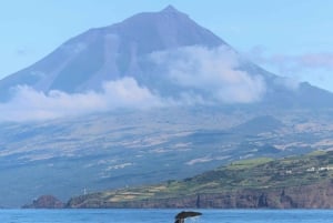 Pico Island: Whale Watching Experience from Lajes