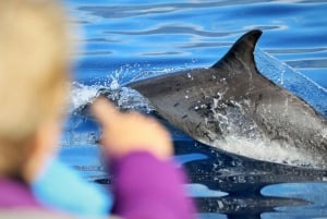 Pico Island: Whale Watching Experience from Lajes
