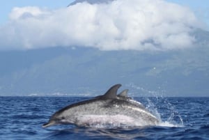 Pico Island: Whale Watching Experience from Lajes