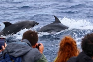 Pico Island: Whale Watching Experience from Lajes