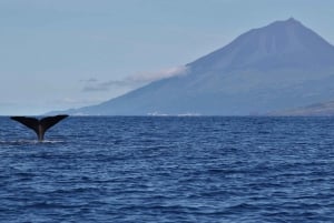 Pico Island: Whale Watching Experience from Lajes