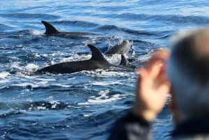 Pico Island: Whale Watching Experience from Lajes