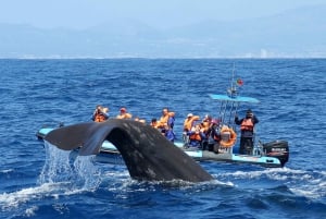 Pico Island: Whale Watching Experience from Lajes