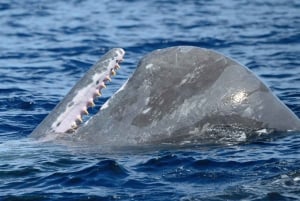 Pico Island: Whale Watching Experience from Lajes