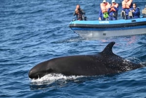Pico Island: Whale Watching Experience from Lajes