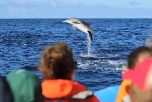 Pico Island: Whale Watching Experience from Lajes