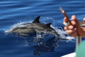 Pico Island: Whale Watching Experience from Lajes